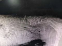 -北京派仕佳德动物医院·超导核磁·CT·神经科·骨科·内外科·急重症管理中心