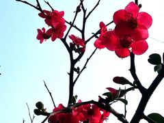 -重庆彩云湖湿地公园