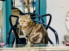 -喵屿·大理花园猫咖