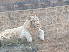 -大连森林动物园