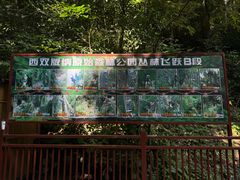 -西双版纳原始森林公园