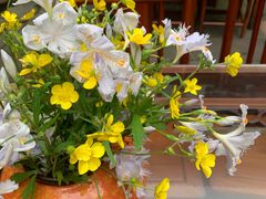 -华冠悠岚·庭院餐厅(青城后山店)