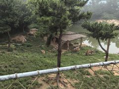 -西霞口神雕山野生动物世界