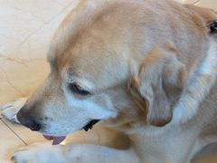 -瑞派申生动物医院·24H夜诊·国际动物医疗中心·骨外科(吴中路店)