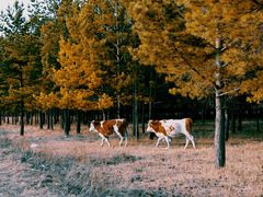 -塞罕坝国家级自然保护区