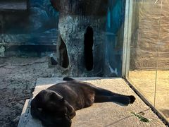 -清迈夜间动物园