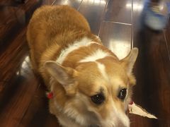 -豆柴町-柴犬主题狗咖(红鼎国际C座店)