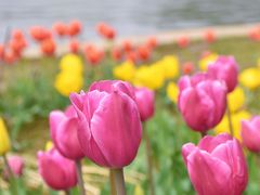 -石家庄市植物园