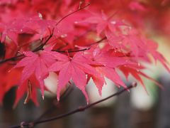 -常寂光寺