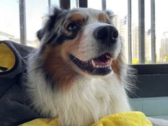 -趣玩宠物乐园寄养训犬训狗游泳池