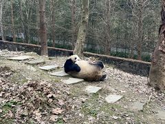 -都江堰中华大熊猫苑