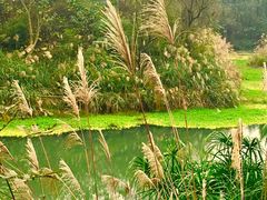 -桤木河湿地公园