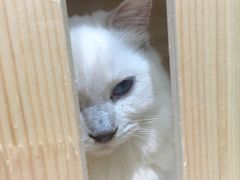 -集宠猫柠宠物生活馆