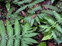 -武吉知马自然保护区