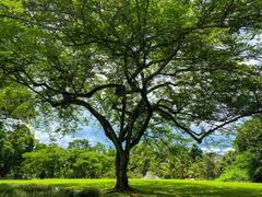 -中国科学院西双版纳热带植物园