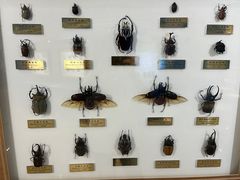 -上海昆虫博物馆