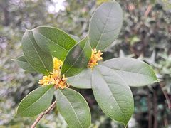 -狼山风景名胜区