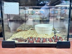 -帕帕拉兹宠物(亚洲旗舰店)