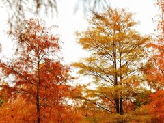 -莲花山公园