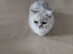 -宠颐生宠物医院·心肾内科·猫专科诊疗中心宠巢店