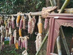 -杭州植物园