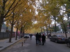 -三里屯东五街银杏大道