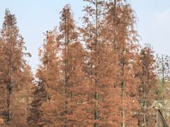 -白鹭湾湿地公园