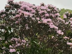 -梧桐山风景名胜区