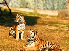 -常州淹城野生动物世界