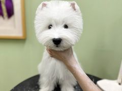 -鑫艺宠物美容培训学校