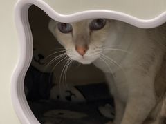 -Cappucimeow猫咪咖啡馆(韦伯时代店)