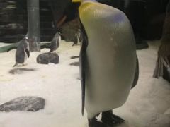 -悉尼海洋生物水族馆
