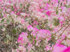 -莲花山公园