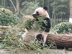 -都江堰中华大熊猫苑