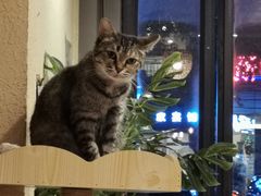 -猫友咖啡店(玉林西路店)