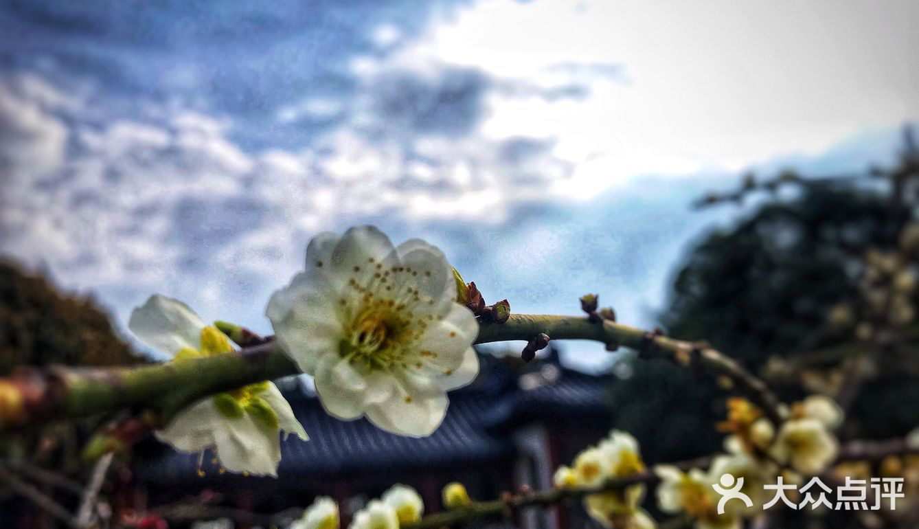 有韵味，难怪排花中四君子的首位