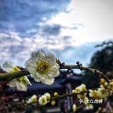 有韵味，难怪排花中四君子的首位