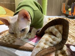 -COLOR PETS 撸猫馆·购猫·猫咖(长风大悦城店)