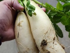 -荔枝红五号农庄