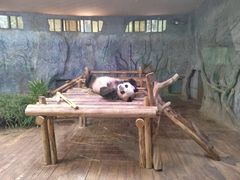 -深圳野生动物园