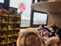 -西霞口神雕山野生动物世界