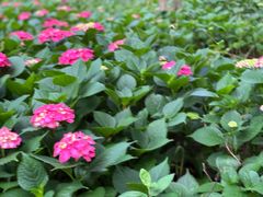 -昆山城市生态森林公园