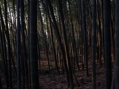 -西湖风景区十里琅珰-五云山