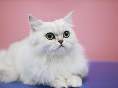 -瑞鹏宠物医院犬猫全科(真大分院)