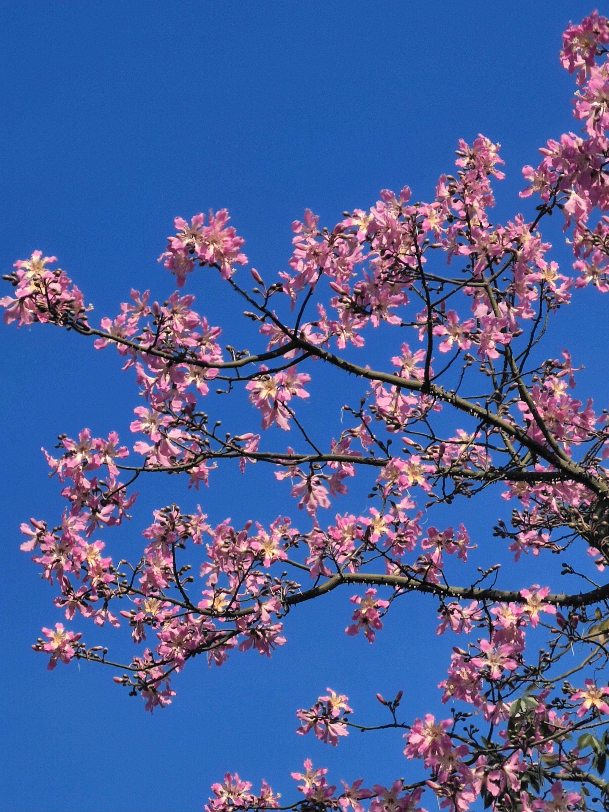 盛开花朵的美景
