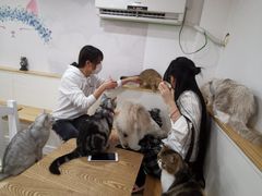 -李小姐の猫咖啡馆(五角场店)