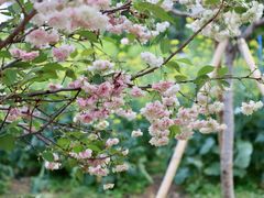 -天适樱花悠乐园