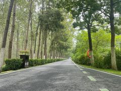 -合肥滨湖国家森林公园