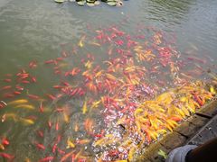 -武汉紫薇都市田园