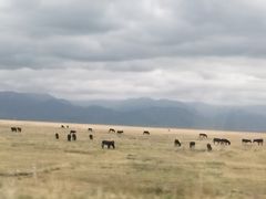 -山丹皇家马场